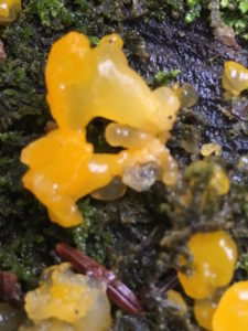 In photo is seen a bright yellow cone shaped fungus. It has a name I cannot pronounce and I'm certain a screen reader will slaughter it. So we'll call it by the common name "witch's butter." 