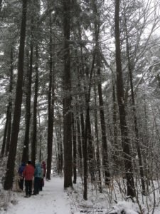 In photo. The path is covered with snow. The group is gathered around one of the posts while Karen reads about the White Pine. The frame of the picture includes tall white pine trees and lower brush with snow on the branches. Out of photo.