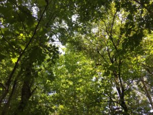 In photo: On the land and under the canopy of tree tops the area is nicely shaded. This photo is looking up to that canopy and only slight bits of the blue sky are seen through the tree tops. These trees were NOT nearly this tall when I walked the land 40 years ago. Out of photo.