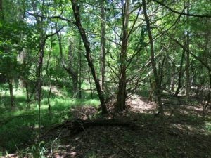 In Photo: Looking at ground level now, one sees medium to thick forestation and a well shaded under woodland scene. There are many ruts and cutouts, steep drop-offs, and some old erosion that has finally grown over. Not easy to walk, really. Out of photo.
