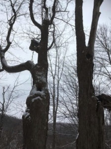 In photo -- These are the dancing trees. The tree on the viewer's left appears to have its right arm outstretched from the body and bent at the elbow reaching upward. The tree on the viewer's right appears to have both arms outstretched upward as if reaching for the sky. Out of photo.