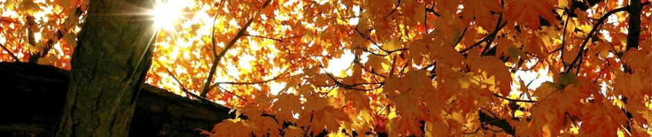 The view is looking up into an very large very old oak tree. It is autumn and the gold leaves are back-lit by the sun. There are dark patches where the branches are thick with leaves and thin patches where the sun shines through with almost full brilliance.