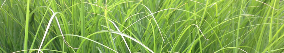 Tall greenery befitting the Christmas season.