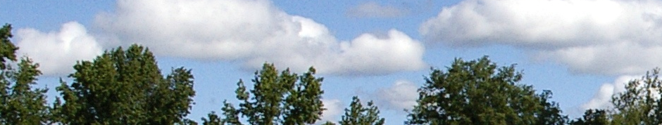 Tree tops extend into a daytime light blue sky with puffy white clouds.