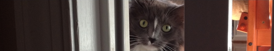 In photo. Wednesday the cat peers through the doorway gate which keeps her confined to a single room of a house where other animals have yet come to terms with their new guest. End photo.