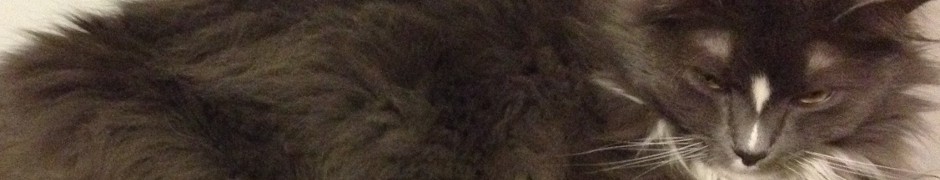 In photo. Wednesday is lounging with half closed eyes. All that is seen is her soft fur and head. End photo.