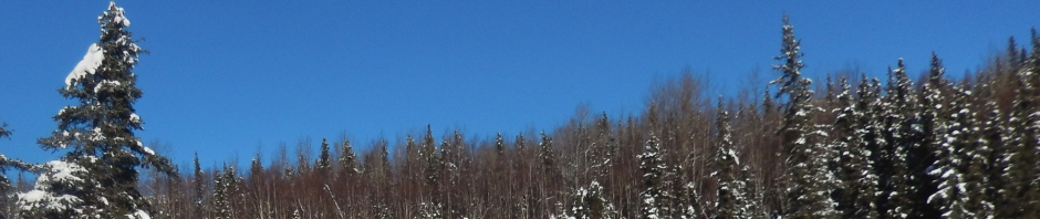 Blue sky and tops of pine trees. A typical scene from across the lake.