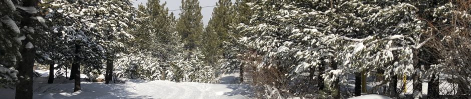 In photo. A picture postcard photo of the well groomed cross country ski trails winding forward between snow covered pine trees beneath a pale blue sky. Out of photo.