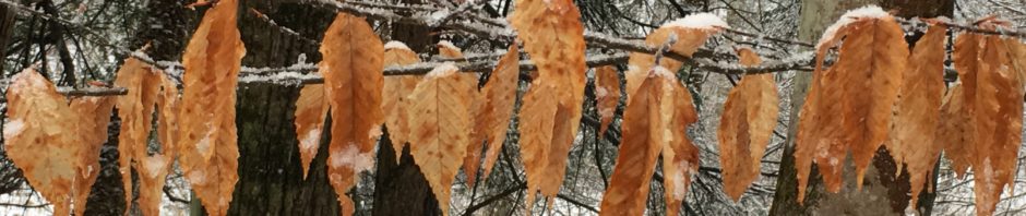 In photo. The beech tree leaf is the last to let go in the winter. Some never do. These leaves still cling to the branch and punctuate an otherwise dull gray scene with a bit of contrast in its own gentle tan way. Out of photo.