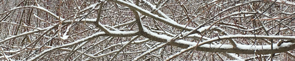 In photo. A snow covered branch of a sapling extends the width of the photo. In the background are more such branches which seem to emphasize the coldness of the winter scene. Out of photo.