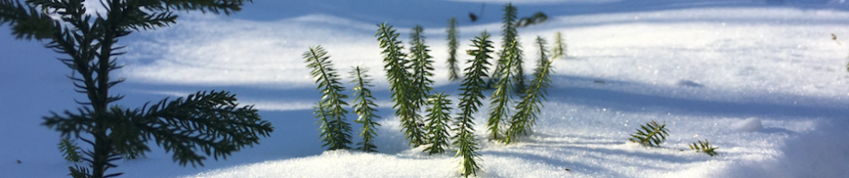 Next to the trail around the lake there are "infant" pine trees. Single green bristles protruding from the snow covered floor, the strike an innocent pose in the bright sunlight.