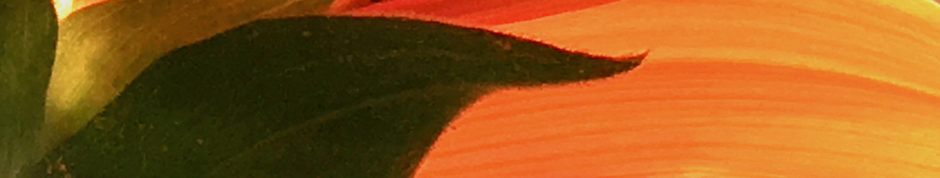 an extreme close up of a flower petal which is backlit by the setting sun. The color is dark green on the left and then extends to the right transitioning to a vibrant orange. The striations of the petal make it appear as though there are brush strokes.