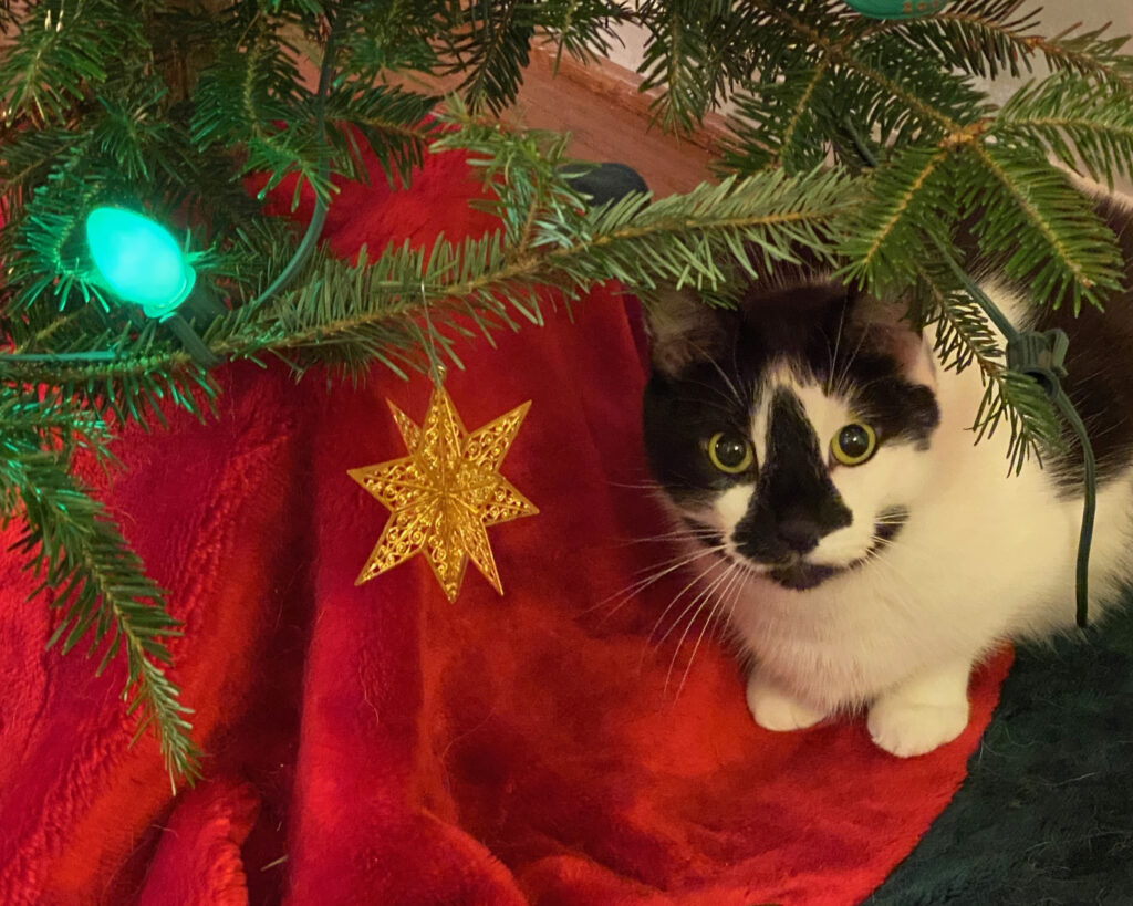 Patches the cat poses under the Christmas tree. A gold colored ornament hangs near his head.