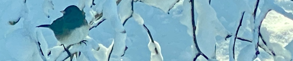 A Dark Eyed Junco bird is perched on a snowy branch of a tree and is looking to the right as if posing for a profile photo.