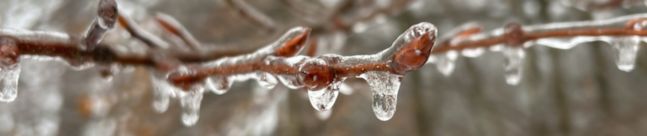 In photo. A close up image shows an ice formation on a thin pine branch. Water droplets are frozen as they were about to fall but captured in exactly that moment until the temperature rises above freezing. Out of photo.