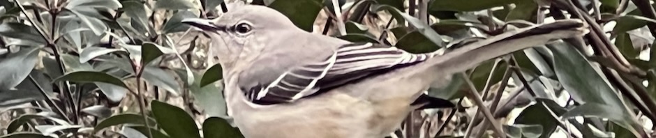 In photo. A side view of a mockingbird, gray feathers on the majority of the body and wings which show a darker gray with two thin white stripes separating the gray into three equal sections. Out of photo.
